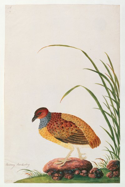 Long-billed Partridge, from Drawings of Birds from Malacca, c.1805-18 by Chinese School